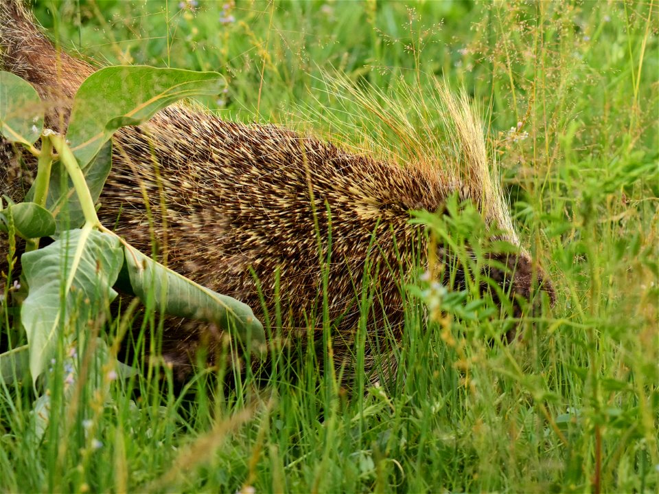 North American porcupine at Seedskadee National Wildlife Refuge