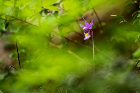 Calypso Orchid (AKA Fairy / Venus's slipper) - Calypso bulbosa photo
