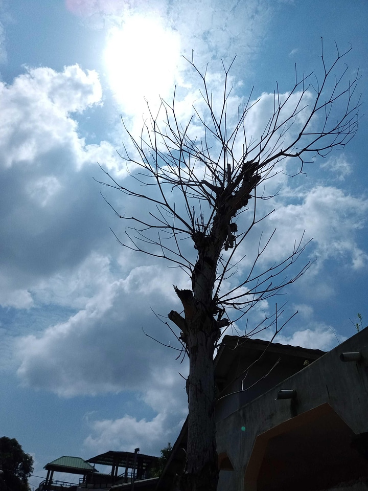 Sky tree landscape photo