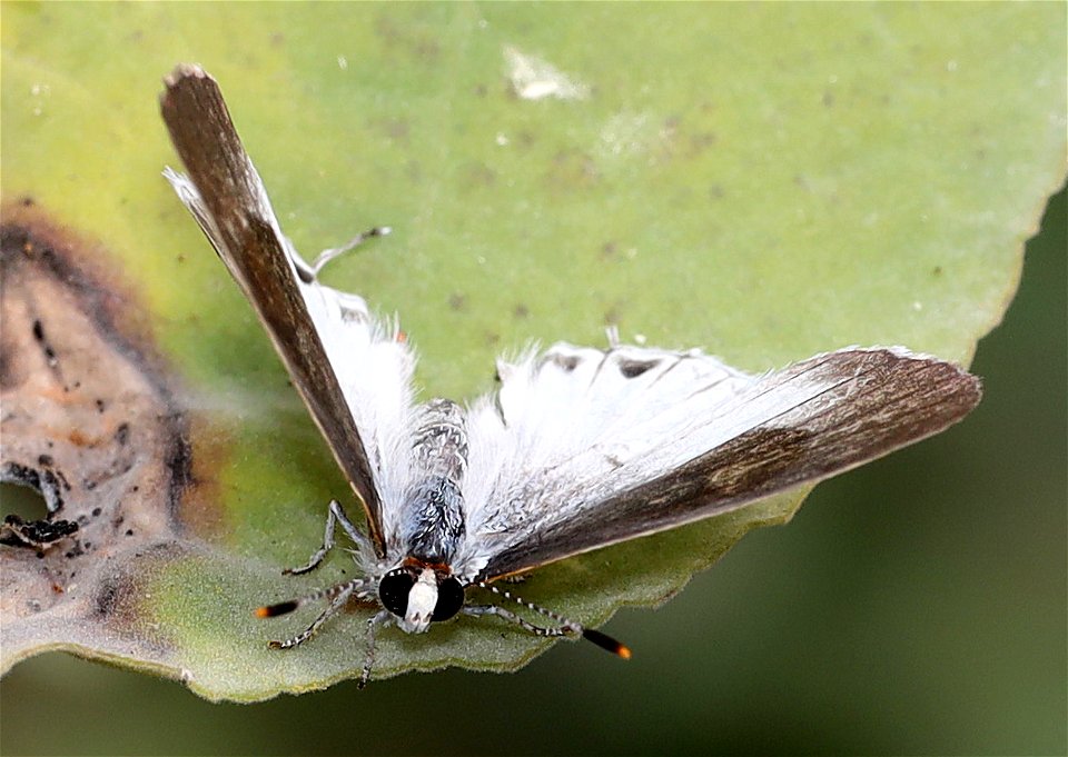 SCRUB-HAIRSTREAK, WHITE (Strymon albata) (01-09-2022) national butterfly center, hidalgo co, tx -07