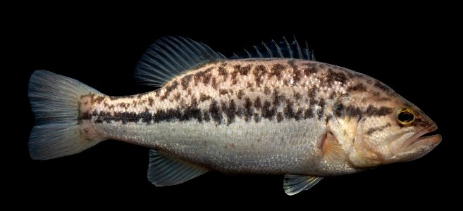 Largemouth Bass on Black