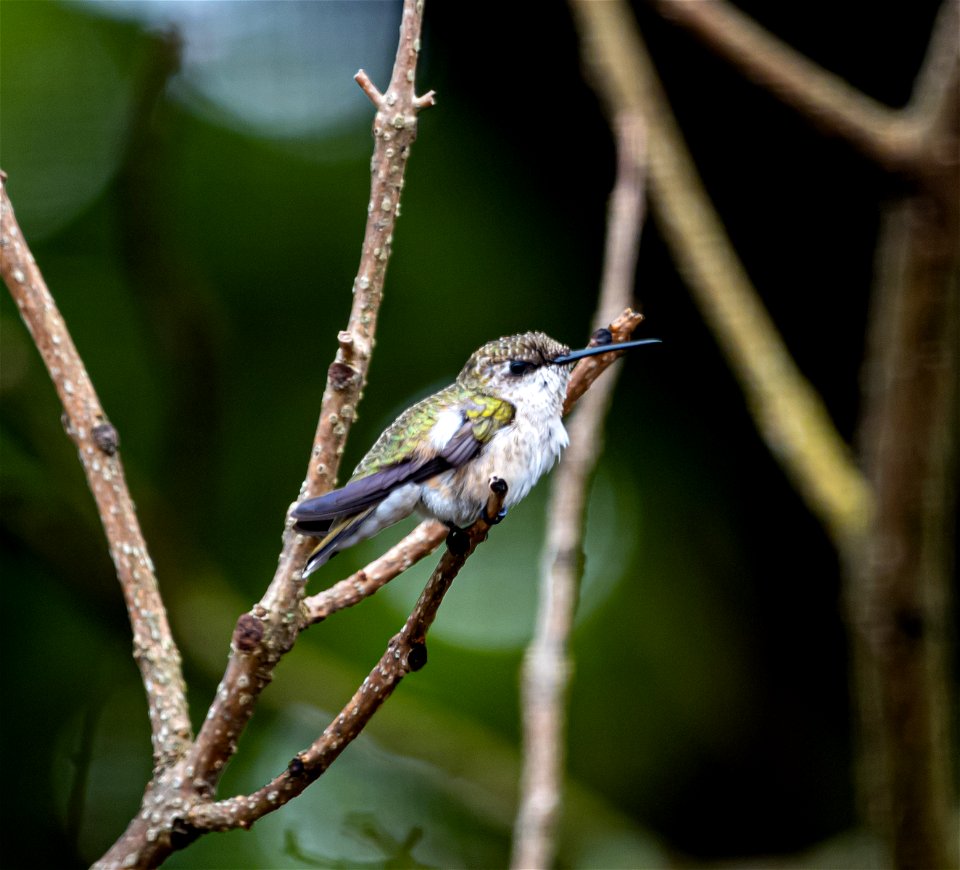 Day 184 - Hummingbird at Rest