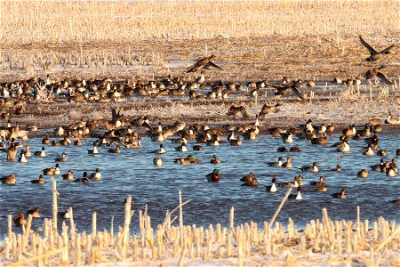 Spring Dabbling Ducks Huron Wetland Management District photo