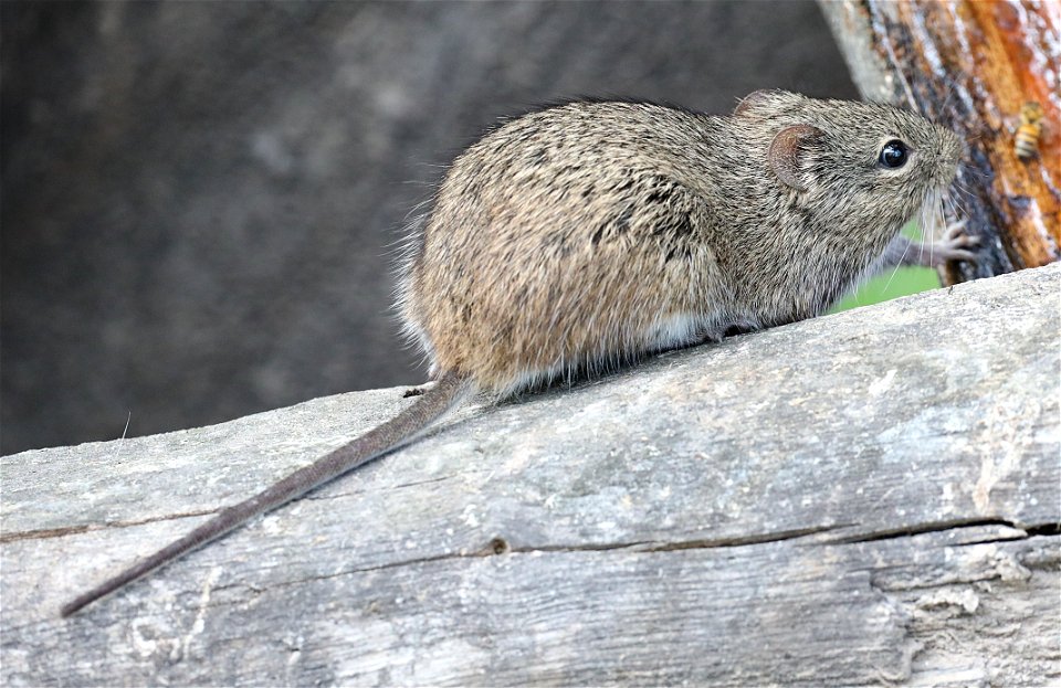 RAT, HISPID COTTON (Sigmodon hispidus) (01-11-2022) national butterfly center, hidalgo co, tx -01