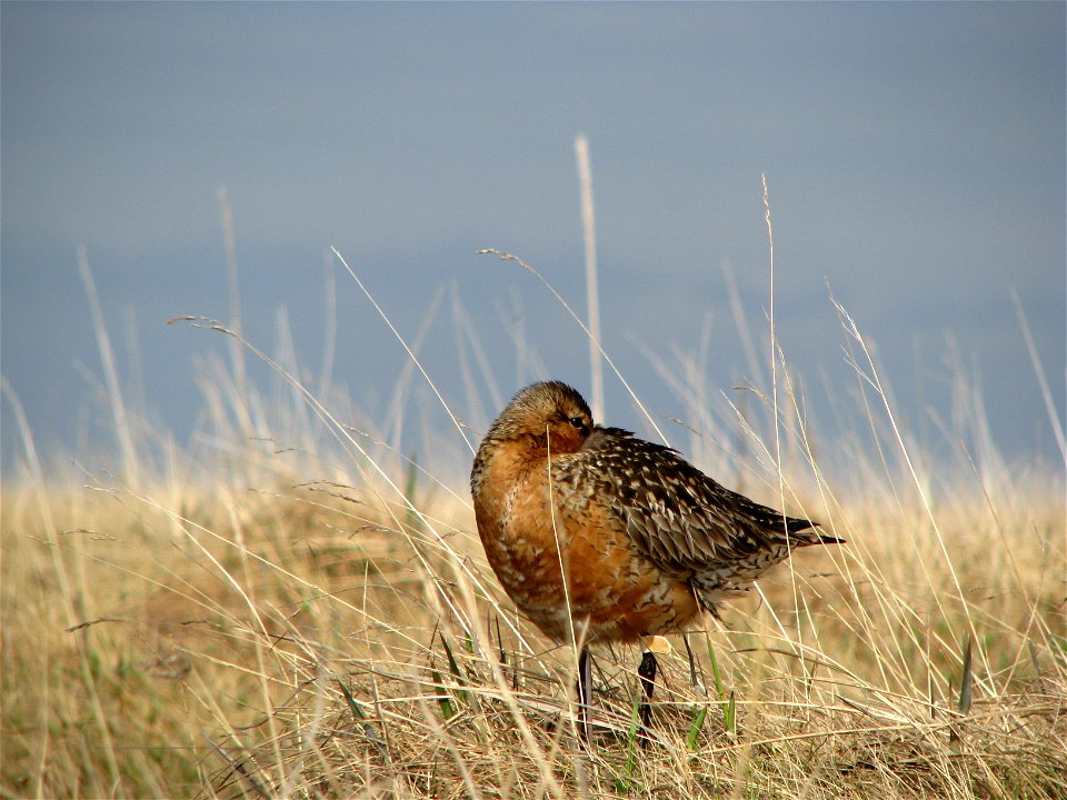 Bar-tailed Godwit