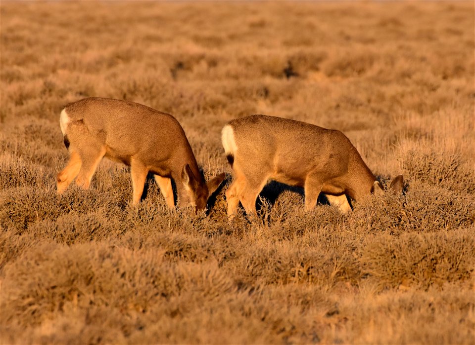 Mule deer at Seedskadee National Wildlife Refuge