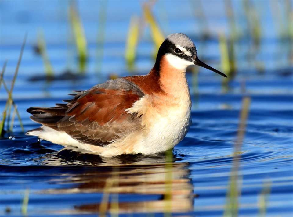 Wilson's phalarope at Seedskadee National Wildlife Refuge photo