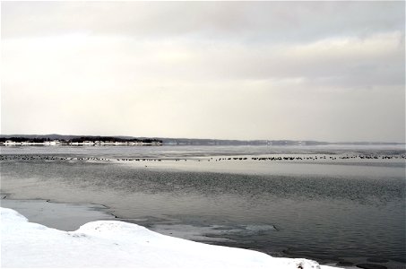 Ducks on Lake Michigan photo