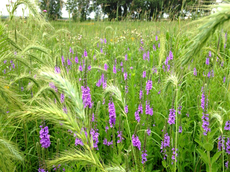 Canada Wildrye & Hoary Vervain Lake Andes Wetland Management District South Dakota