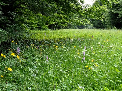 orchid meadow photo