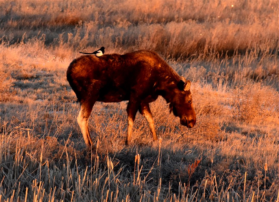 Moose at Seedskadee National Wildlife Refuge photo