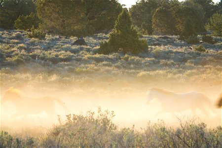 Wild Horses on the Buckhorn Byway