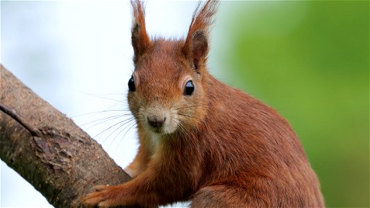 Oachkatzl  Portrait