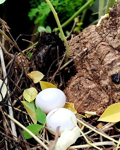 Eggs nest nature photo