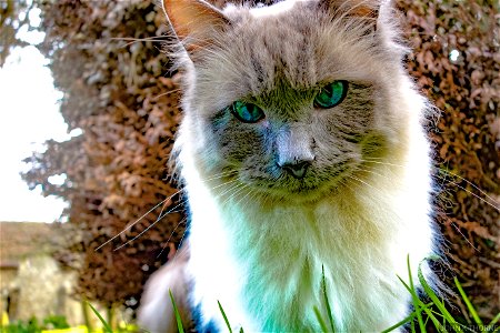 Sapphire the cat.