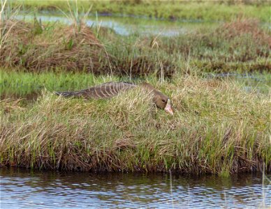 Greater White-fronted Goose nest photo
