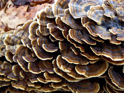 Turkeytail Fungus photo