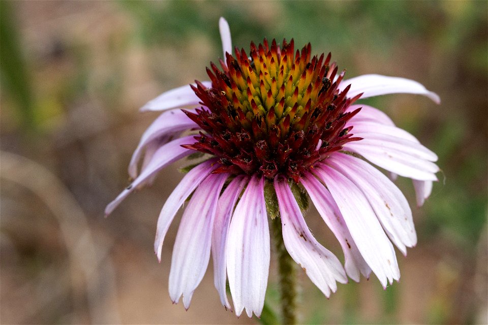 Echinacea angustifolia