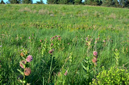 Common milkweed habitat for monarchs photo