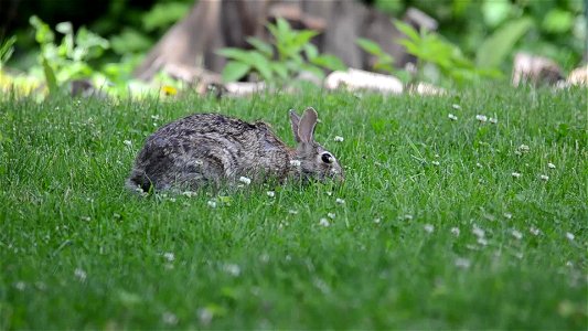 Cottontail Lunch photo