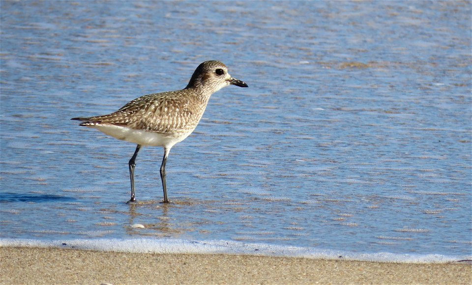 Black-bellied Plover