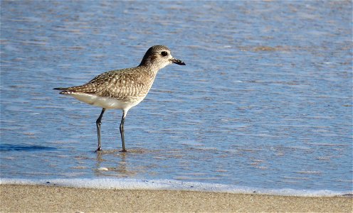 Black-bellied Plover photo