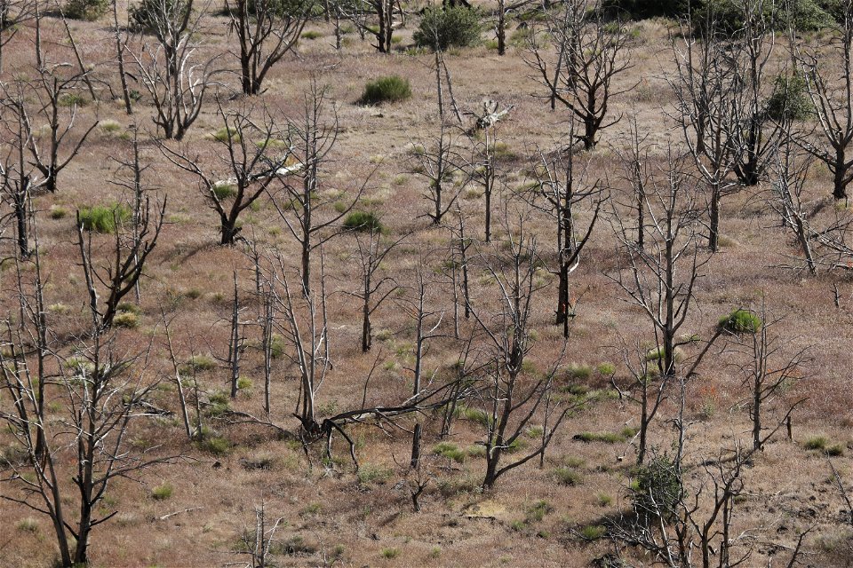 MAY 18 Burn scar outside Zion National Park