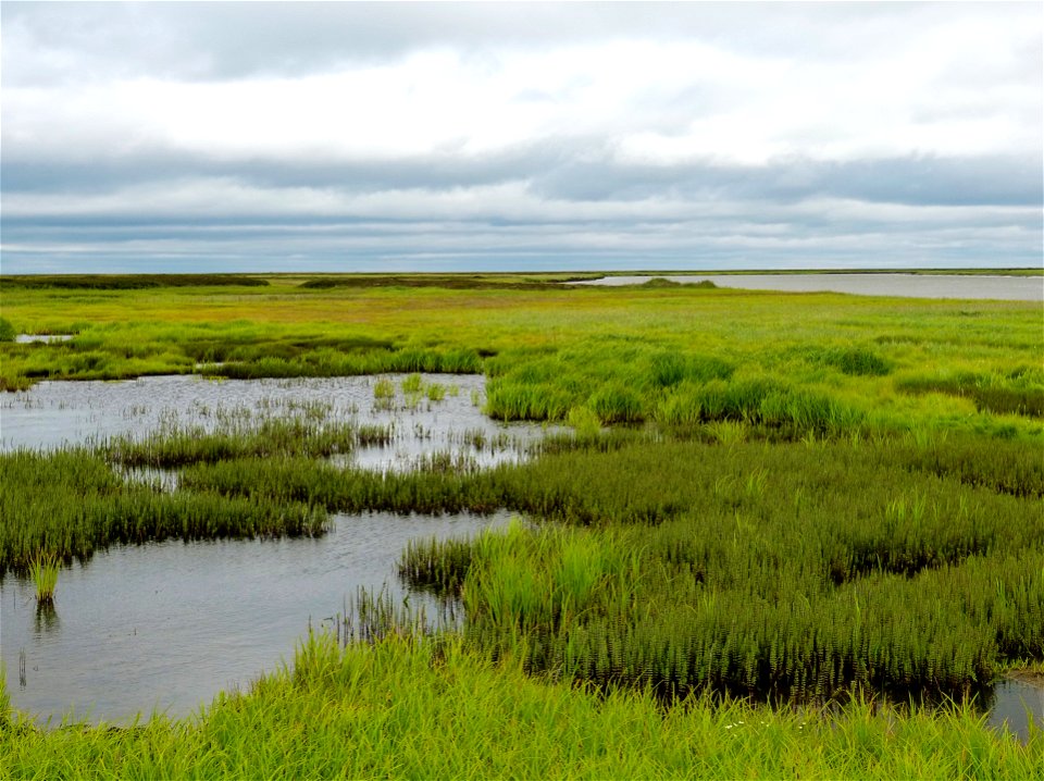 Old Chevak wetlands