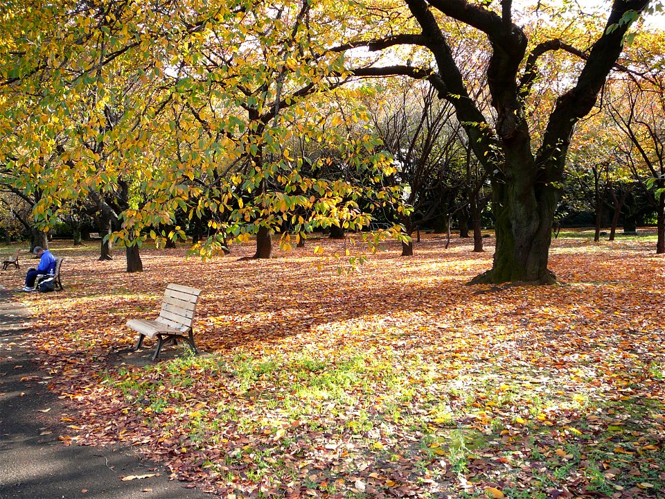 Shinjuku Gyoen National Garden in Shinjuku-ku and Shibuya-ku - Free ...