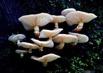 Olive honeycap (Armillaria novaezealandae) photo