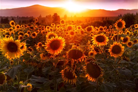 Sunflowers at the Packer Farm Place, Hood River, Oregon