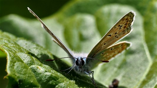 Polyommatus icarus (Bläuling) - Männchen