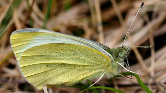Pieris rapae (Kleiner Kohlweißling) - Männchen(?)