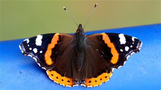 Vanessa atalanta (Admiral)