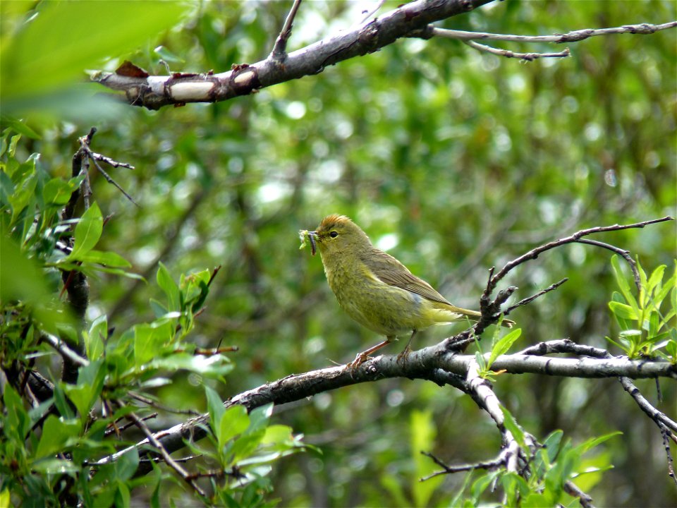 Orange-crowned warbler with food