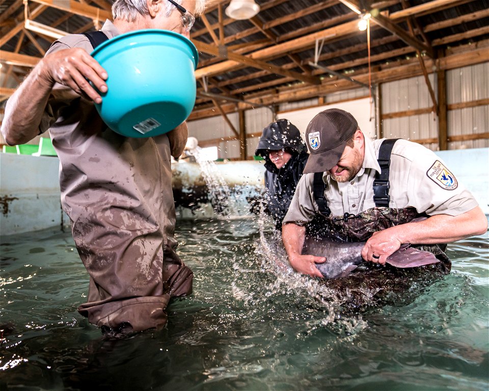 Spawning a Female Paddlefish photo