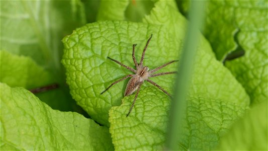 Pisaura mirabilis (Listspinne, female)