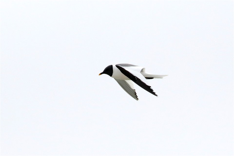 Sabine's Gull