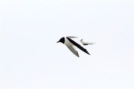 Sabine's Gull