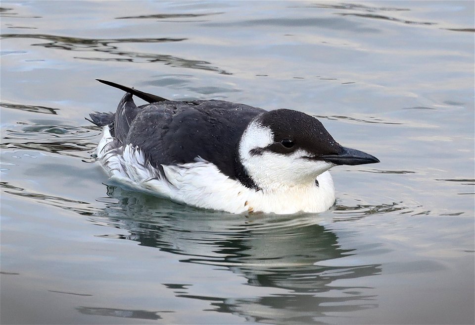 400 - COMMON MURRE (10-20-2021) harbor, crescent city, del morte co, ca -09