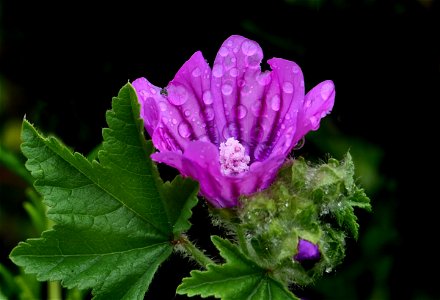 Common Mallow. photo