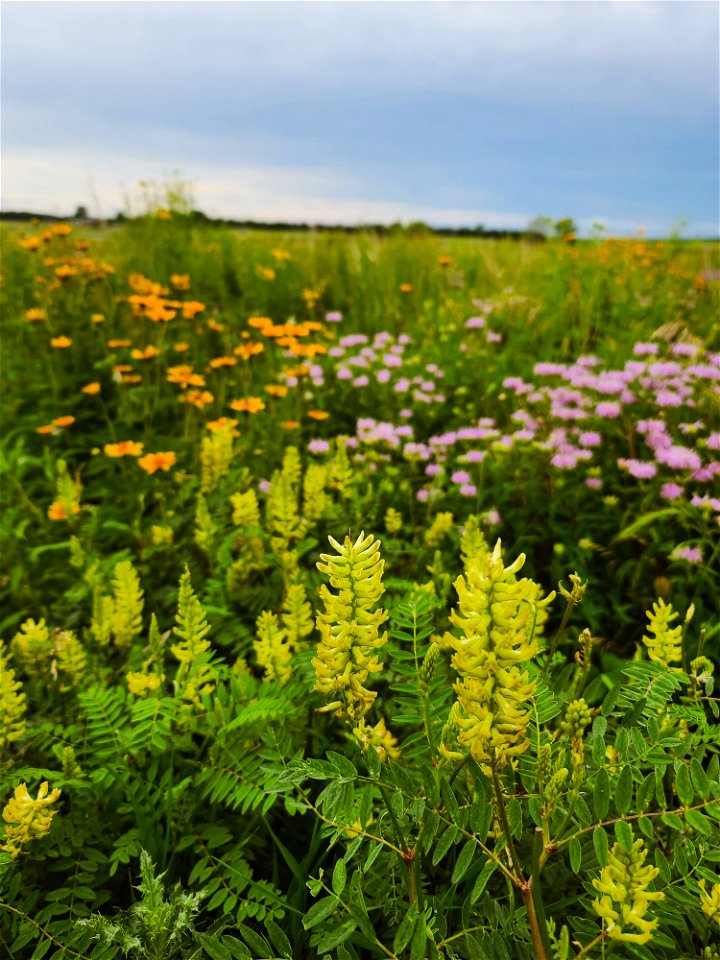 Prairie Restoration on Trout WPALake Andes Wetland Management District South Dakota