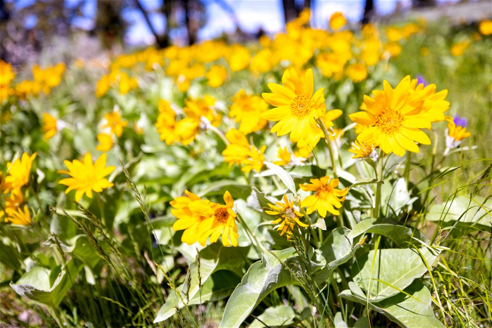 Arrowleaf balsamroot in bloom