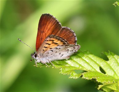 COPPER, MARIPOSA (Lycaena mariposa) (6-28-2021) 4900 ft, bear basin meadow, smith river nat rec area, del norte co, ca -05