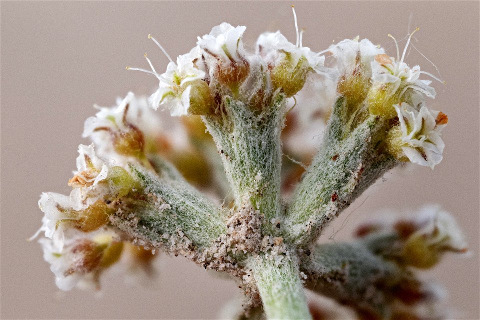 Eriogonum pauciflorum