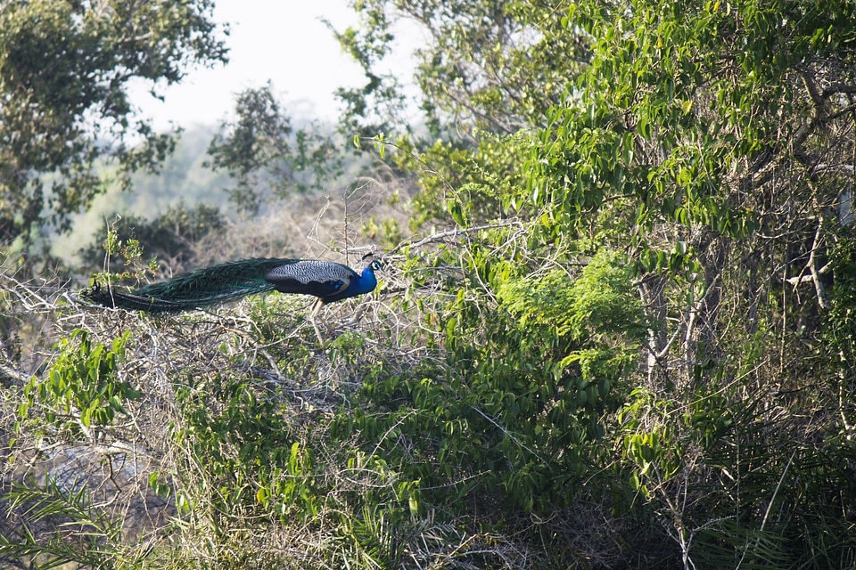Wildlife birds indian