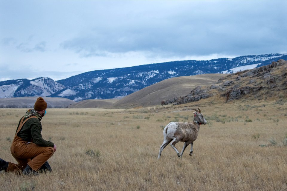 Bighorn Sheep Collaring Research