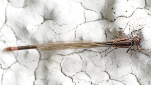 Ischnura elegans (Große Pechlibelle) - Weibchen, noch nicht ausgefärbt