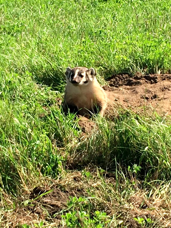 American Badger in Minnesota