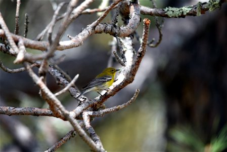 Pine warbler photo